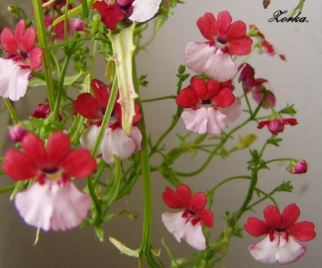 Nemesia strumosa - Hledíkovka zduřelá