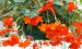 Begonia turbehybrida pendula - Převislá begonie