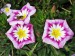 Petunia x hybrida - Petunia zkřížená